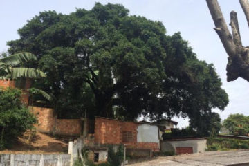 Posso cortar a arvore que invadiu minha propriedade?